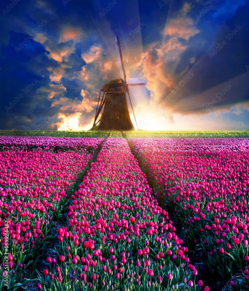 Fairytale mystical stunning magical spring landscape with tulip half a mile on the background of a cloudy sky at sunrise in Holland. Charming places.