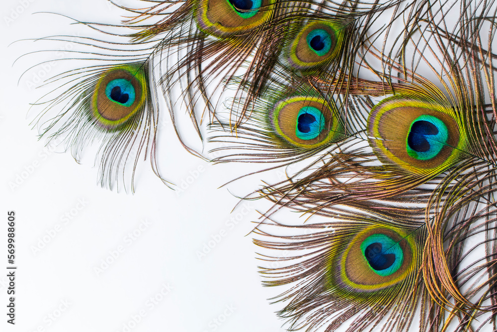 Obraz premium Colorful and Artistic Peacock Feathers. This is a macro photo of the arrangement of bright peacock feathers.