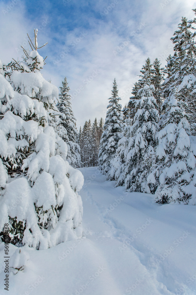 Canadian winter landscape.  Cold winter afternoon in Quebec, Canada.   Winter landscape. Snow.