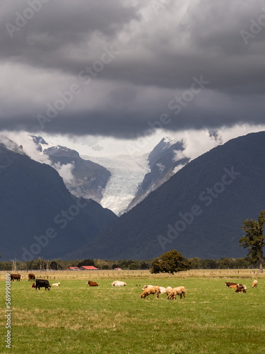 Cows grazing in a field in New Zealand with Fox Glacier appearing beneath the clouds in the distance