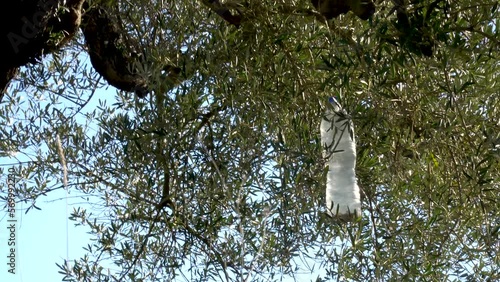 Plastic bottle with natural insecticide hanging on an olive branch. photo