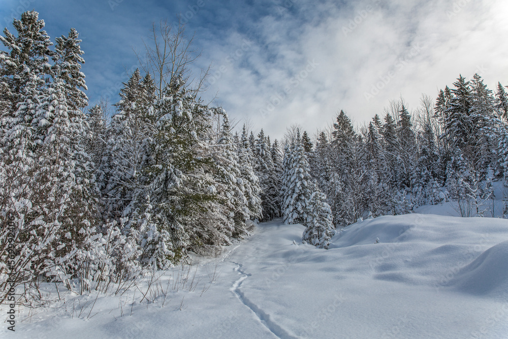 Canadian winter landscape. Cold winter afternoon in Quebec, Canada. Winter landscape in Canada. Canadian winter landscape. Cold winter afternoon in Quebec, Canada. Winter landscape in Canada.