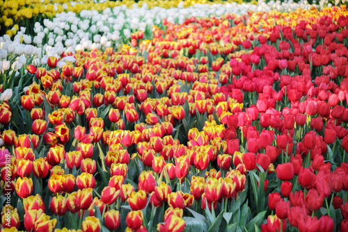 fresh multicolor tulip garden for pattern and background.