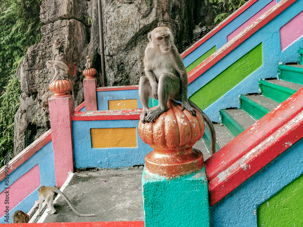 Monkeys at Batu Cave in Kuala Lumpur, Malaysia. Stock Photo | Adobe Stock