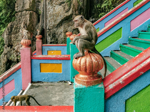 Canvas Print Monkeys at Batu Cave in Kuala Lumpur, Malaysia.