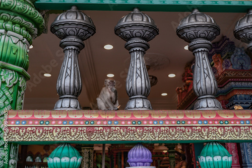 Photography Monkeys at Batu Cave in Kuala Lumpur, Malaysia.