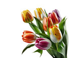 Colorful tulips bunch isolated on transparent background. PNG, Generative AI