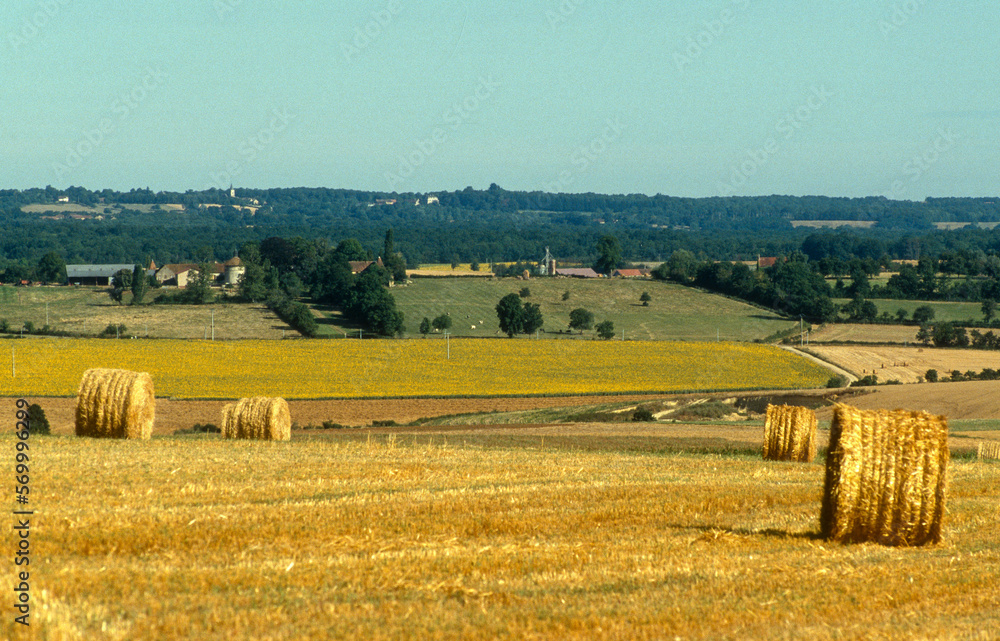 Fototapeta premium Champ, Blé, La Puisaye, 89, Yonne, France
