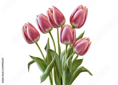 Pink tulips bouquet isolated on transparent background. PNG, Generative AI