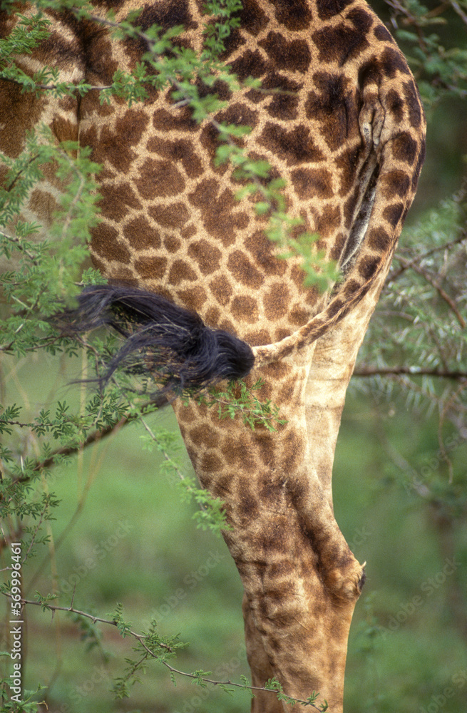 Girafe masaï, giraffa camelopardalis tippelskirchi, Réserve de Masaï Mara, Kenya
