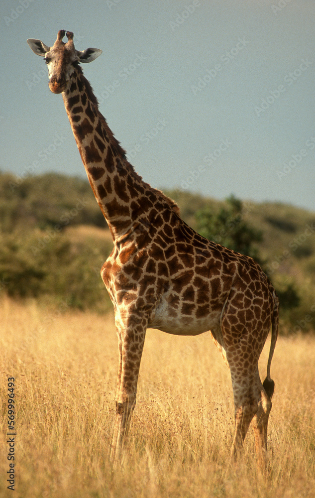 Obraz premium Girafe masaï, giraffa camelopardalis tippelskirchi, Réserve de Masaï Mara, Kenya