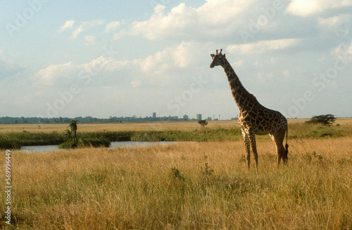 Girafe masaï, giraffa camelopardalis tippelskirchi, Réserve de Masaï Mara, Kenya