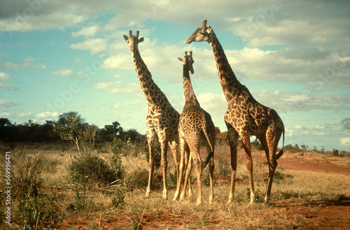 Girafe masa    giraffa camelopardalis tippelskirchi  R  serve de Masa   Mara  Kenya