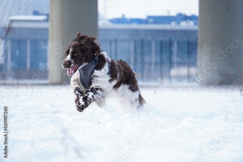 English Sprinter Spaniel dog running in the snow
