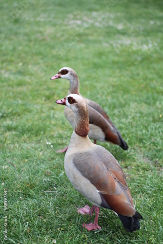 Dos patos. Gansos del Nilo. Gansos de Egipcio. 