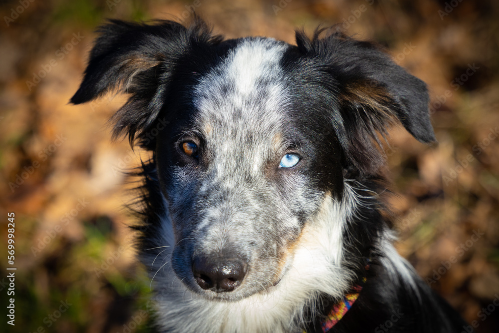 young border collie on a walk through the forest heterochromia iridis eyes, odd-eyed eyes young border collie on a walk through the forest heterochromia iridis eyes, odd-eyed eyes