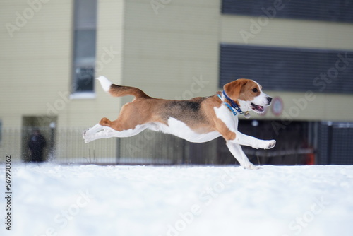 Fototapeta Naklejka Na Ścianę i Meble -  beagle  dog running in the snow