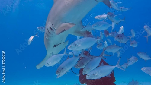 4k video of divers interacting with Great Hammerheads (Sphyrna mokarran) in Bimini, Bahamas photo