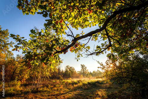 Autumn landscape  colorful autumn nature in nice sunny weather at sunset. Autumn oak forest.