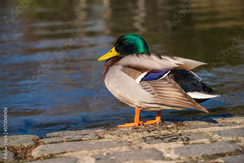 Portrait of a male mallard duck in the park of Wiesbaden/Germany