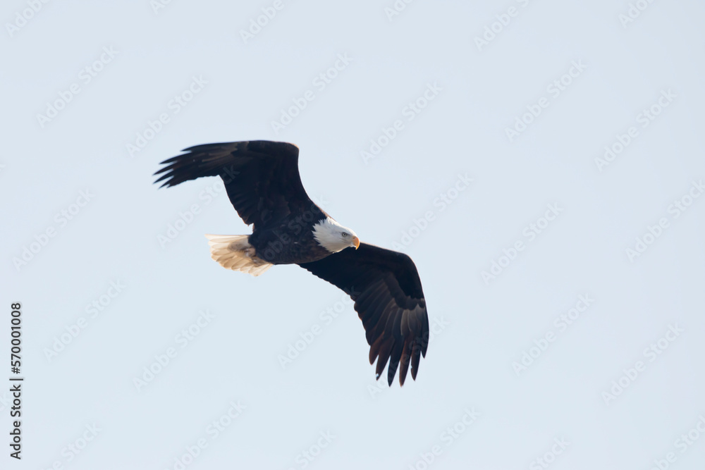 Obraz premium An adult bald eagle flies with bent wings isolated in a blue sky in Davenport, Iowa, on a winter day. 