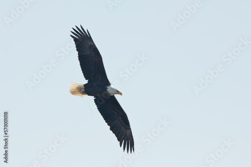 An adult bald eagle flies isolated in a blue sky in Davenport, Iowa, on a winter day, photo taken from below © Katie