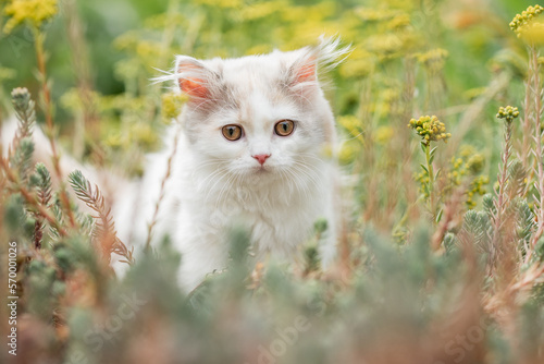 kleine langhaarige Katze spielt im Garten, Kätzchen im Sommer photo