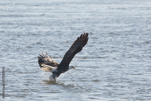 Adult bald eagle making a splash while catching a fish on the Mississippi River on a winter day in Iowa