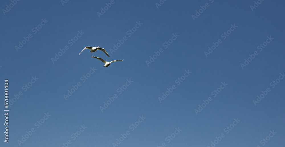 Swans flying against the blue sky. There is room for copy space