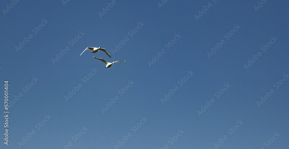 Swans flying against the blue sky. There is room for copy space Swans flying against the blue sky. There is room for copy space