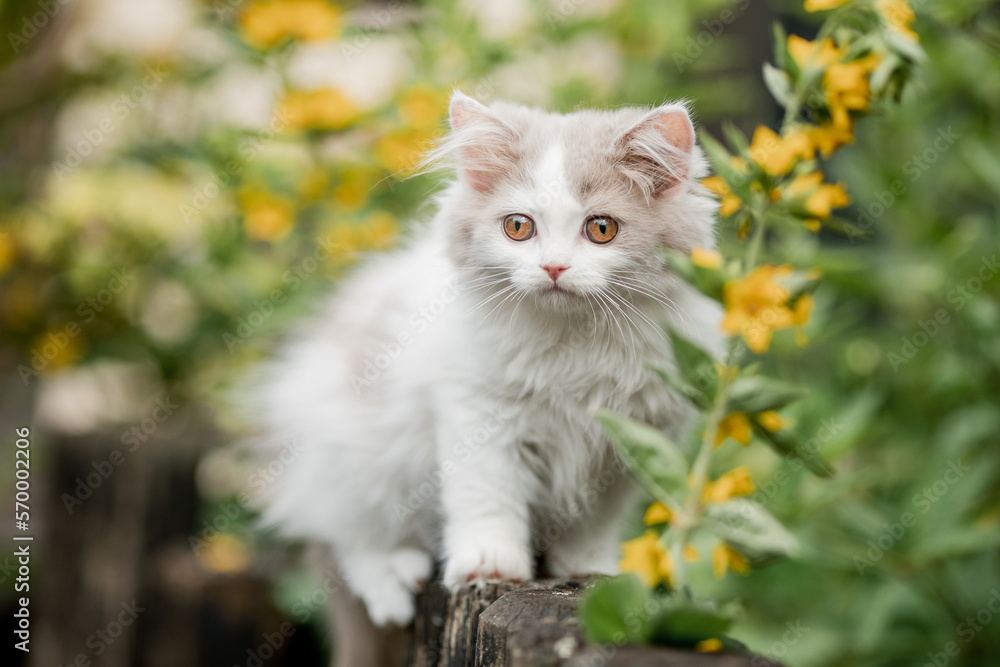 kleine langhaarige Katze spielt im Garten, Kätzchen im Sommer