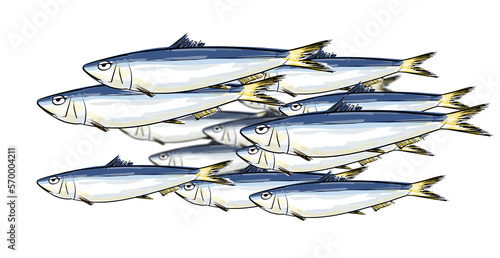 Banco de sardinas (Sardina pilchardus).