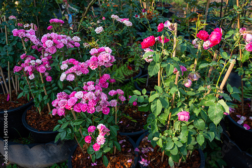 Red and pink rose flower blooming in rose s garden on green nature background Red and roses flowers Valentine s Day concept