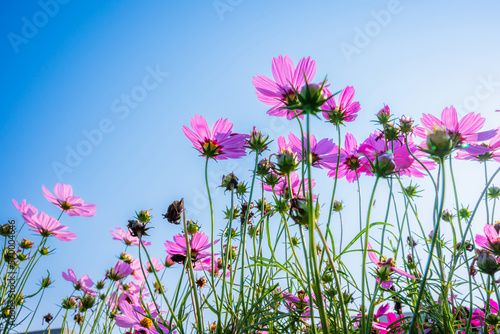 Pink flowers cosmos bloom beautifully in the garden spring on meadow in sunlight bright blue sky background