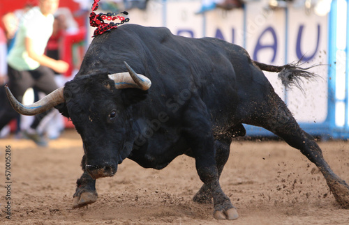 bull in the bullring in spain	