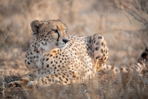 Portrait of a cheetah in South Africa