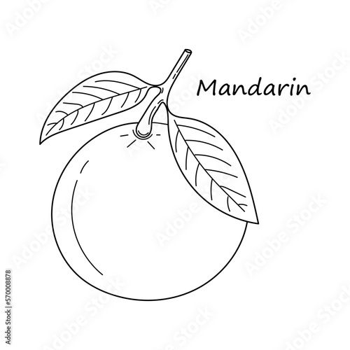 Hand drawn illustration Mandarin fruit. Whole Mandarin fruit with leaves in linear style. Detailed vintage summer and vegetarian food isolated. Vector illustration