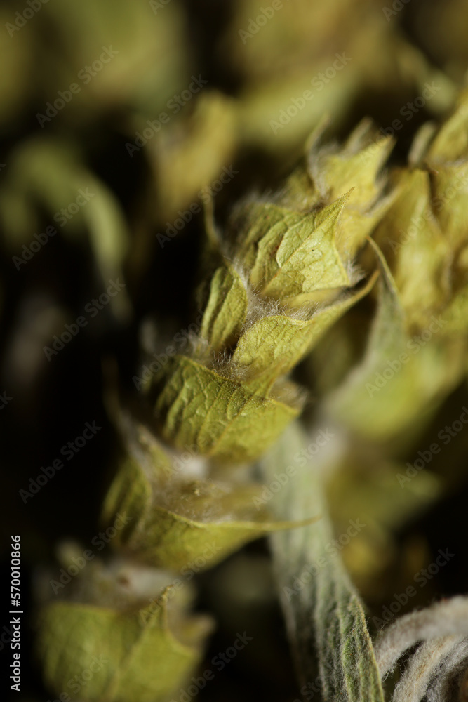 Fototapeta premium Wild medical natural mountain tea close up botanical backgrounds sideritis family lamiaceae big size high quality modern print