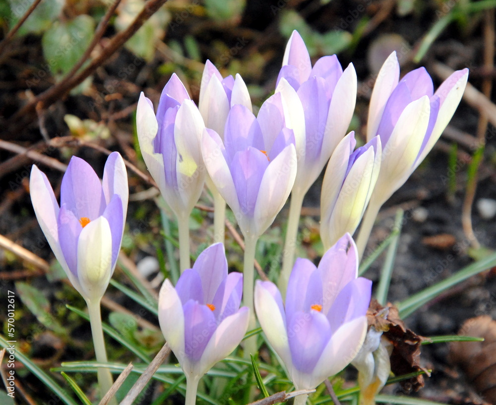 Close up of a clump of crocuses with white and violet petals Close up of a clump of crocuses with white and violet petals