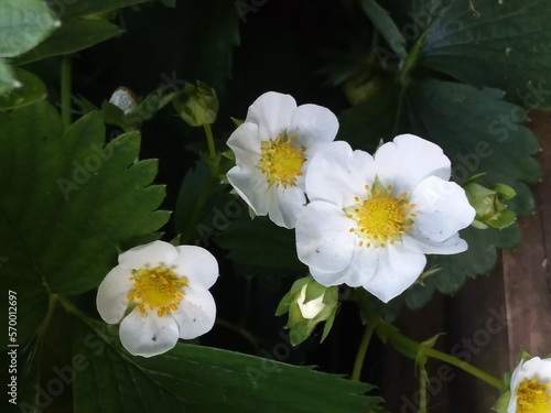 White strawberry blossoms up close. 