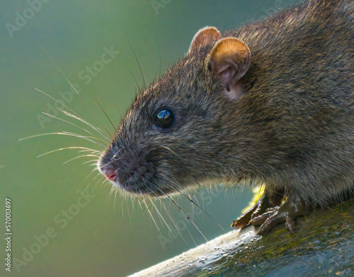 Wanderratte (Rattus norvegicus) photo