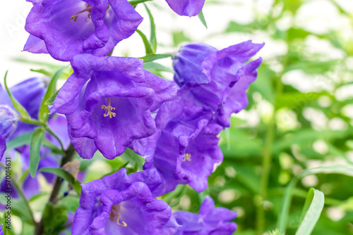 Close up of delphinium flowers.Delicate Flower background.Beautiful blue flowers