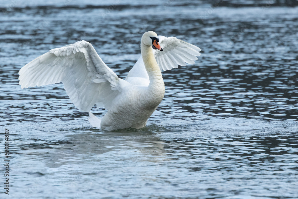 Fototapeta premium Höckerschwan (Cygnus olor)