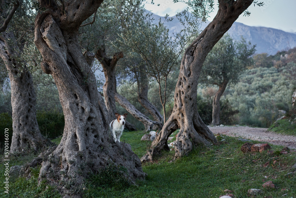 Little dog near the olive tree. Jack Russell Terrier in a grove in nature. Pet in park 