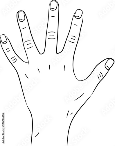 Woman's hand, well - groomed,  with fingers spread apart, sketch draw from contour black brush lines different thickness on white background. Vector illustration.
