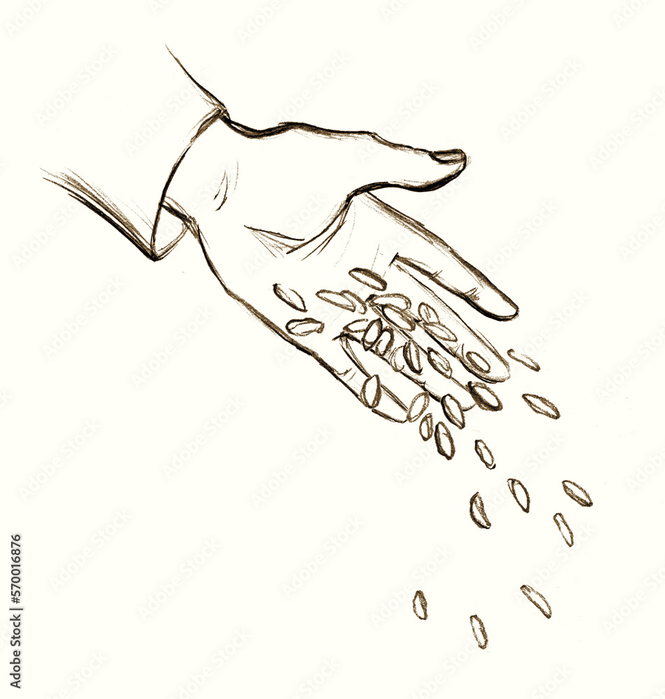 Obraz premium Pencil drawing. The hand sows the grain