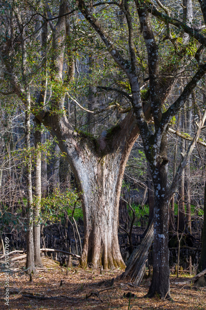 Fototapeta premium Bald cypress tree - Taxodium distichum - Growing in low wet river floodplain area. Unique odd shape and growth pattern. North Central Florida