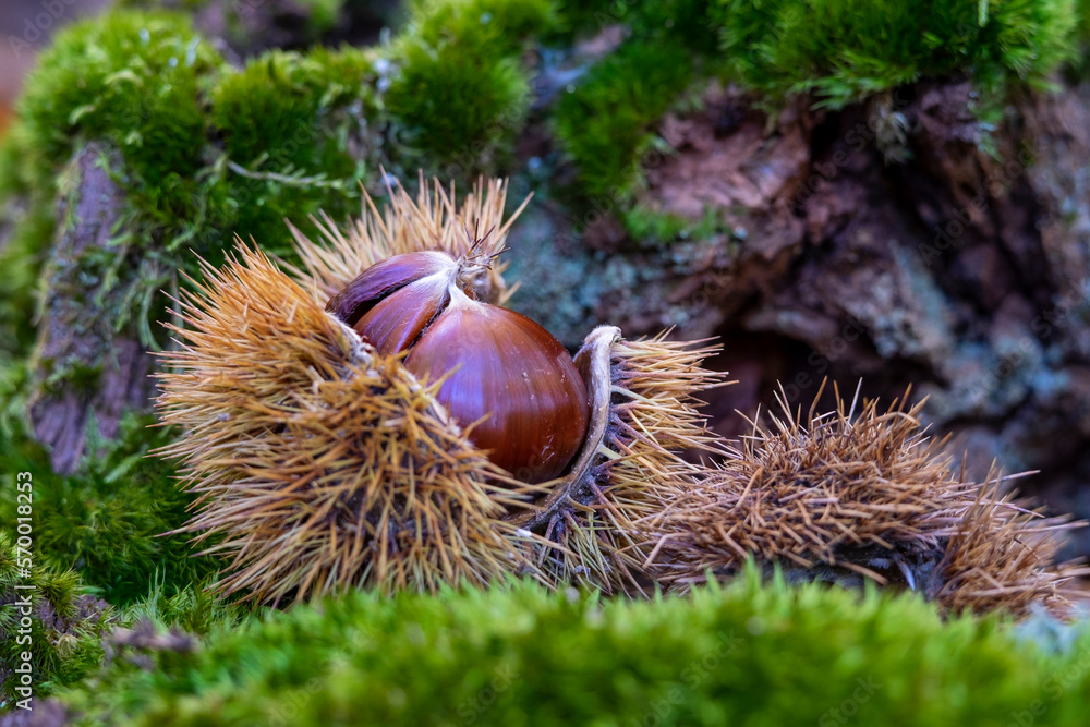 roup of hedgehogs and chestnuts on natural background roup of hedgehogs and chestnuts on natural background