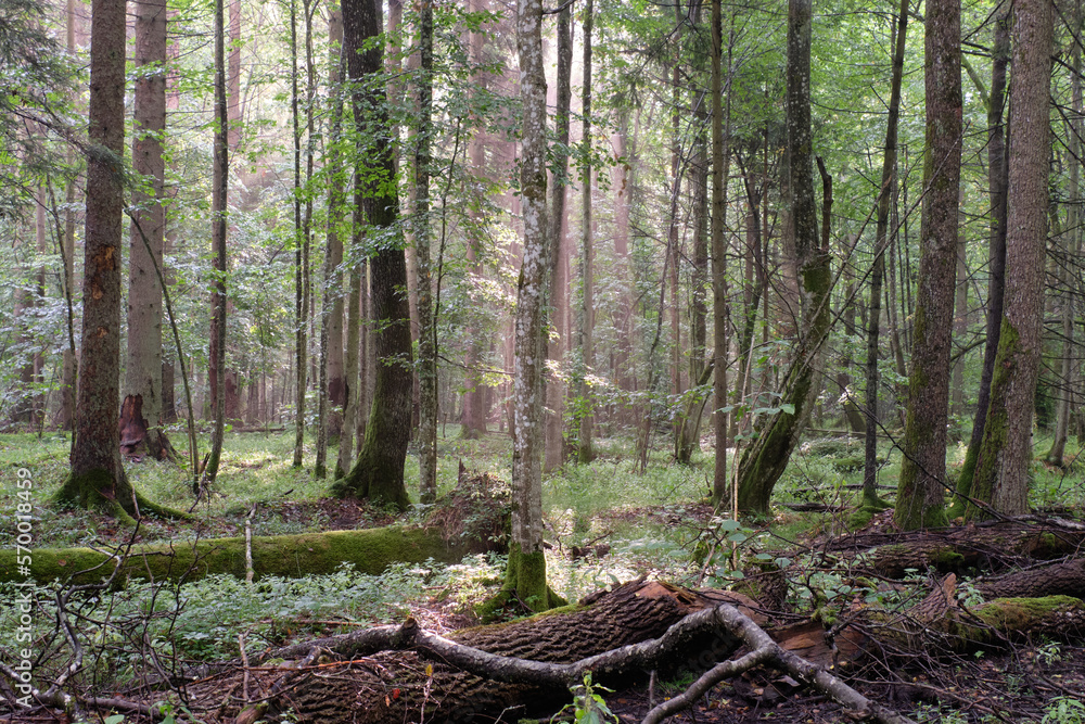 Obraz premium Morning in deciduous forest