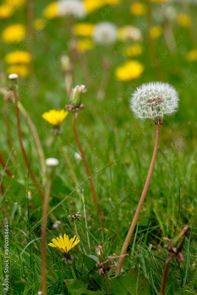 Ahead of its time. Dandelion ready to shed seed. Ahead of its time. Dandelion ready to shed seed.